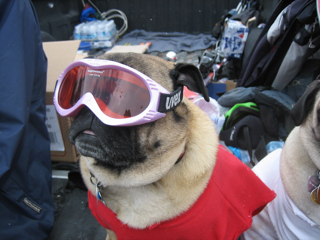 Pug Goggles This dog knew how to snowboard (kinda). Jon Weers Flickr