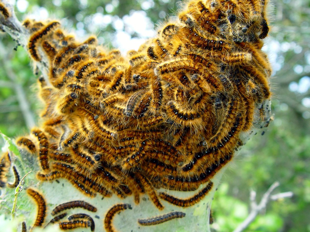 Army of Western Tent Caterpillars (Malacosoma californicum… Flickr