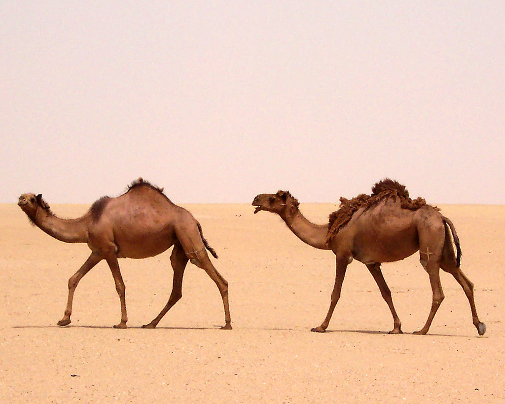 Camels Jahrah Desert, Kuwait Jahrah Desert, Kuwait. Do t… Flickr