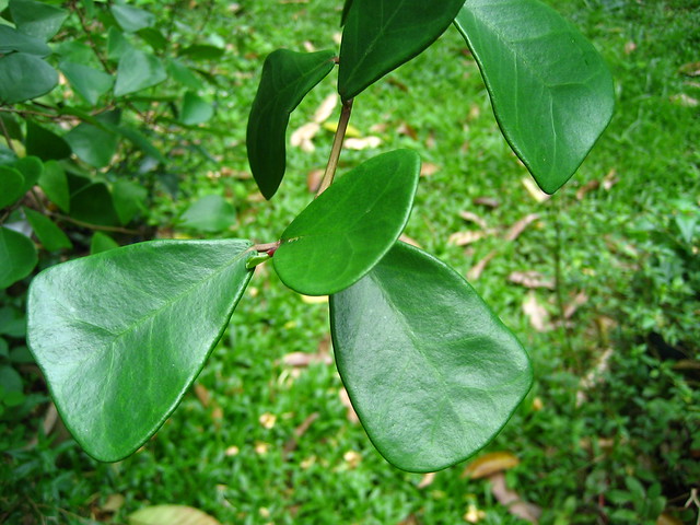 Viagra plant This plant with the unusual leaves is