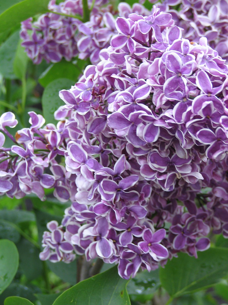 Lilac 'Sensation' These smell amazing. We didn't purchase … Flickr