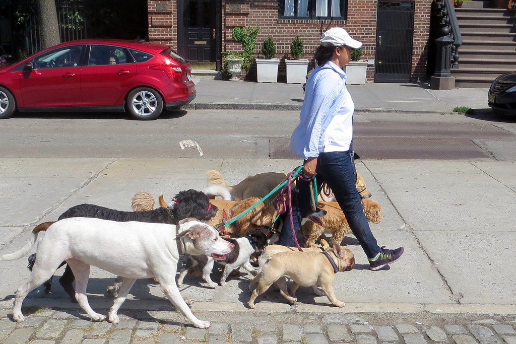 Dog walker Brooklyn, New York Alan Kotok Flickr