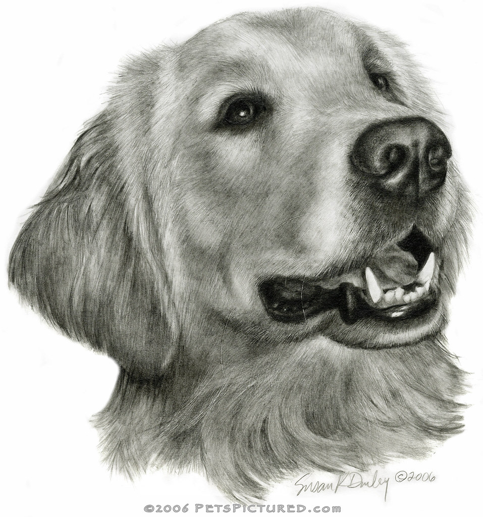 Golden Retriever Graphite pencil portrait of Golden Retrie… Flickr