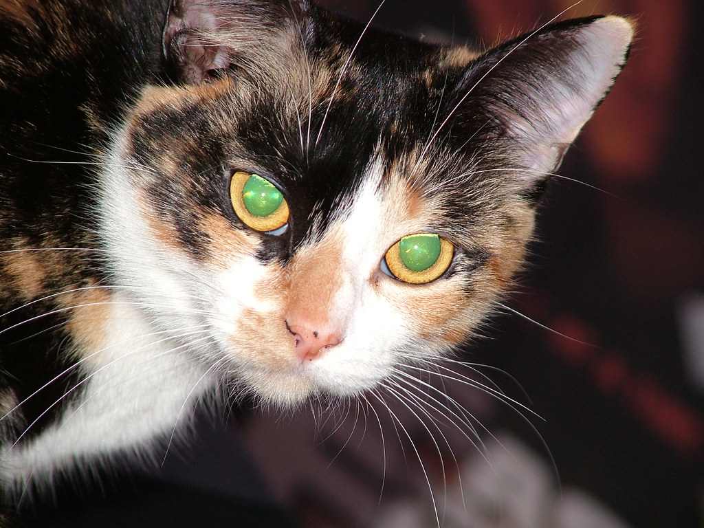 Szczur 1 Closeup of my cat, eyes look rather scary! Patricia