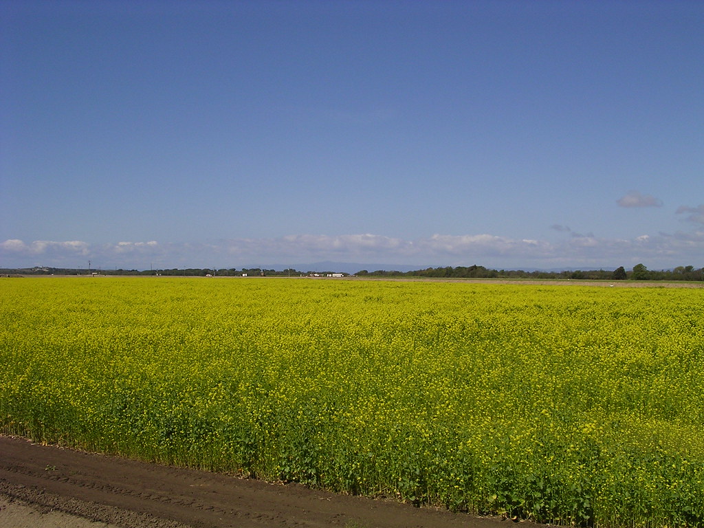 Mustard cover crop I loved the colors in these acres and a… Flickr