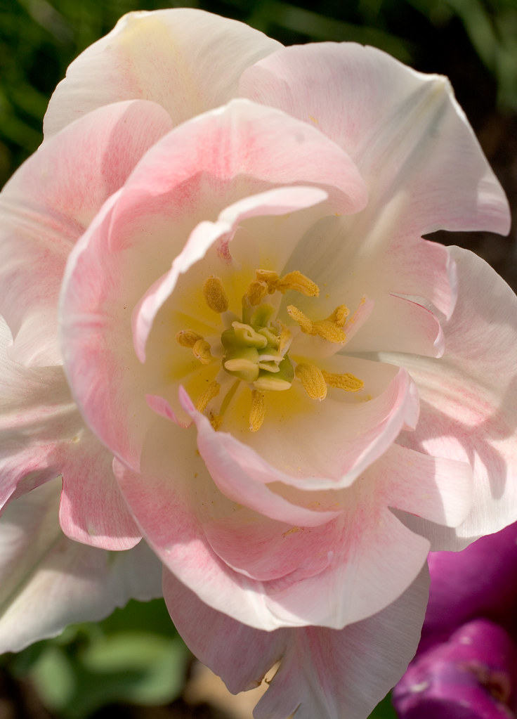 tulips Elizabeth Park, Hartford Barry Donaghue Flickr