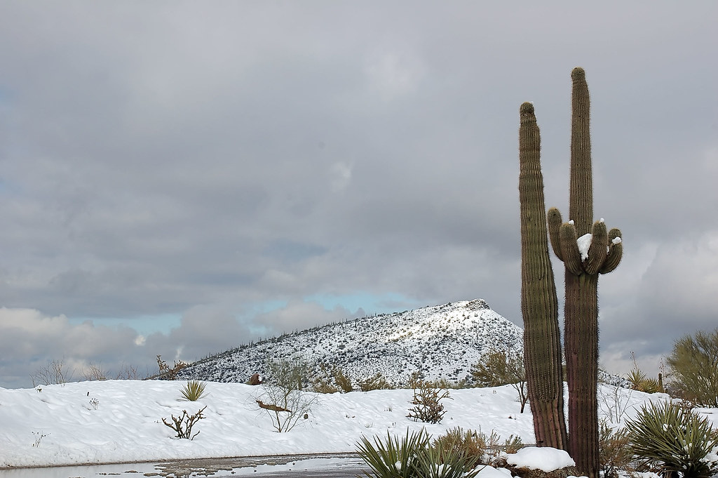 Arizona snow A rare desert snowstorm hit Carefree, Arizona… Flickr