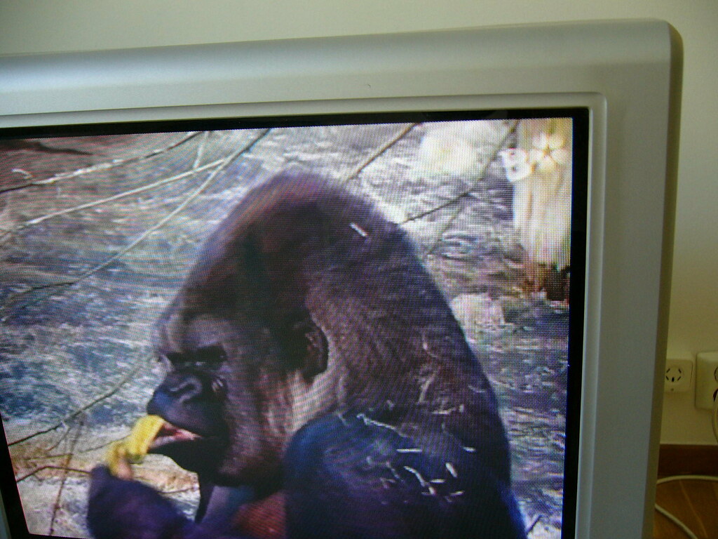 Gorilla eating a banana on the TV, shot by my daughter Flickr