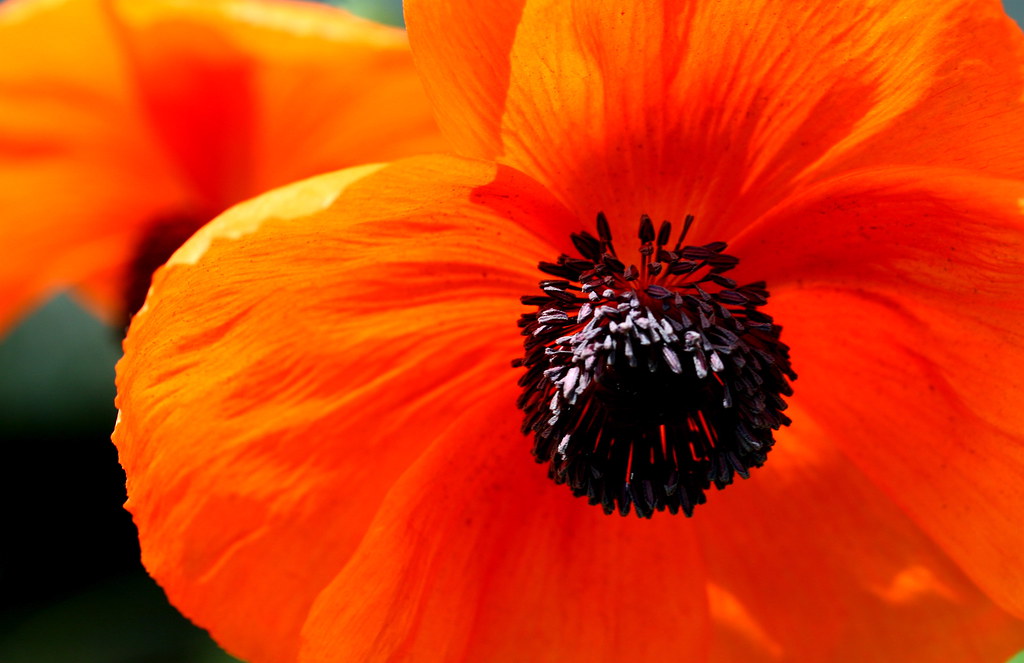 poppy I always loved O'Keeffe's poppies and the wa… Flickr
