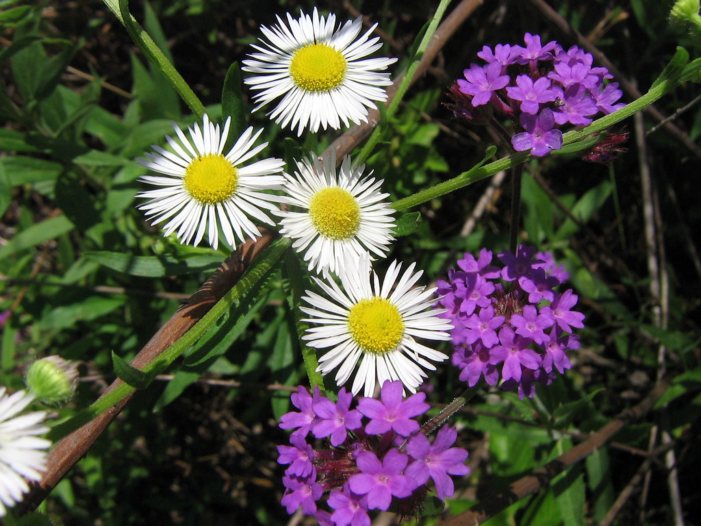 Wild flower/weeds in Two common native wildflowers… Flickr