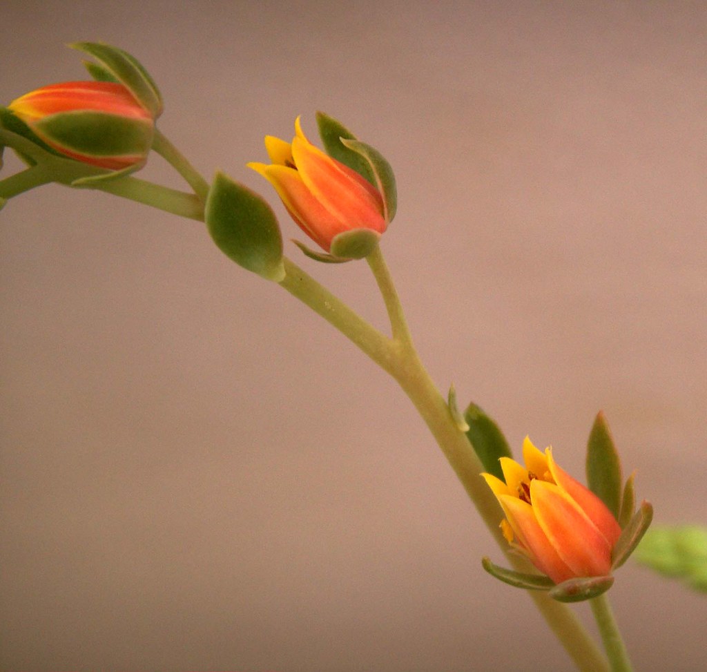 Succulent Blooms Arow Continuing studies of an unknown suc… Flickr
