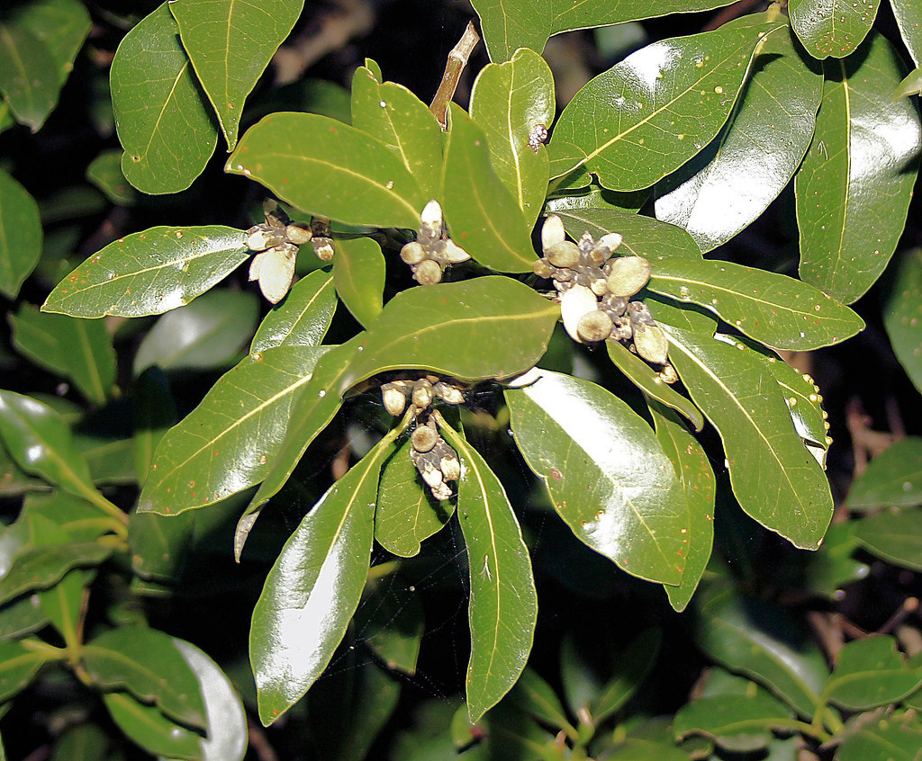 Waxy leaves See where this photo was taken at maps.yuan.cc… Flickr