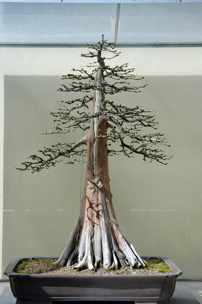 Bald Cypress Bonsai Taxodium distichum Artist Guy Guidry … Flickr