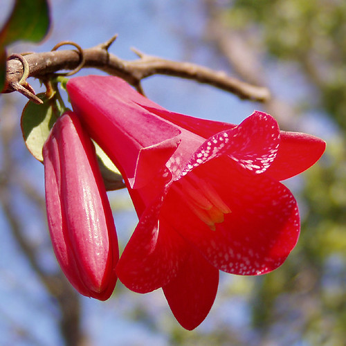 Copihue / Lapageria Rosea (National Flower of Chile) Flickr