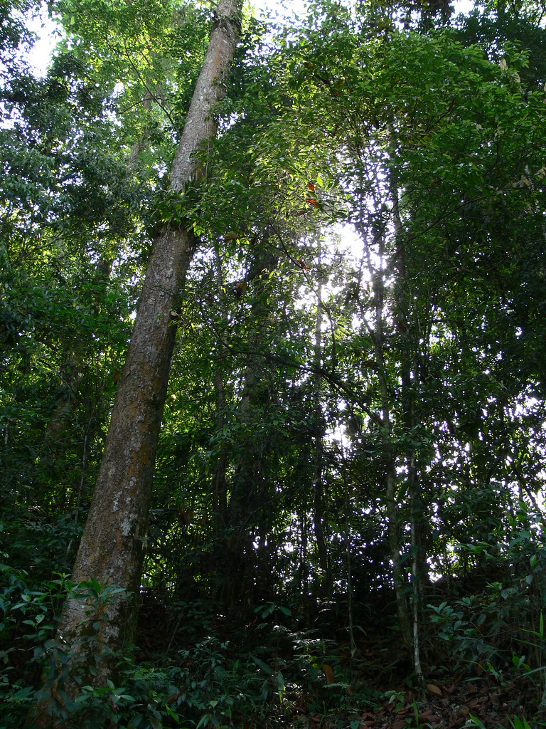 A hollock tree In the Deomali forest of East Arunachal Pra… ruth998