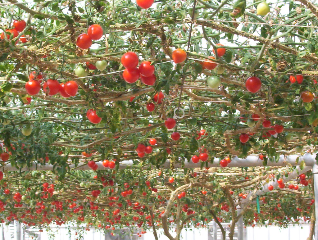 Tomatoes hanging overhead This is one tomato plant. So