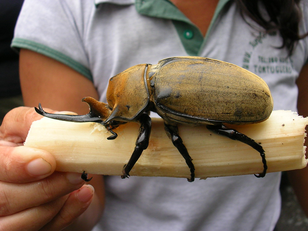 Cornizuelo Rhinoceros Beetle I had completely … Flickr