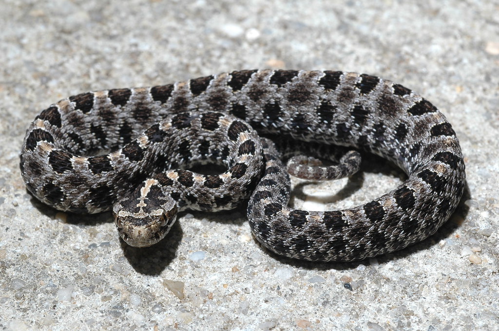 Dusky pygmy rattlesnake Sistrurus miliarius barbouri. Pugn… Flickr