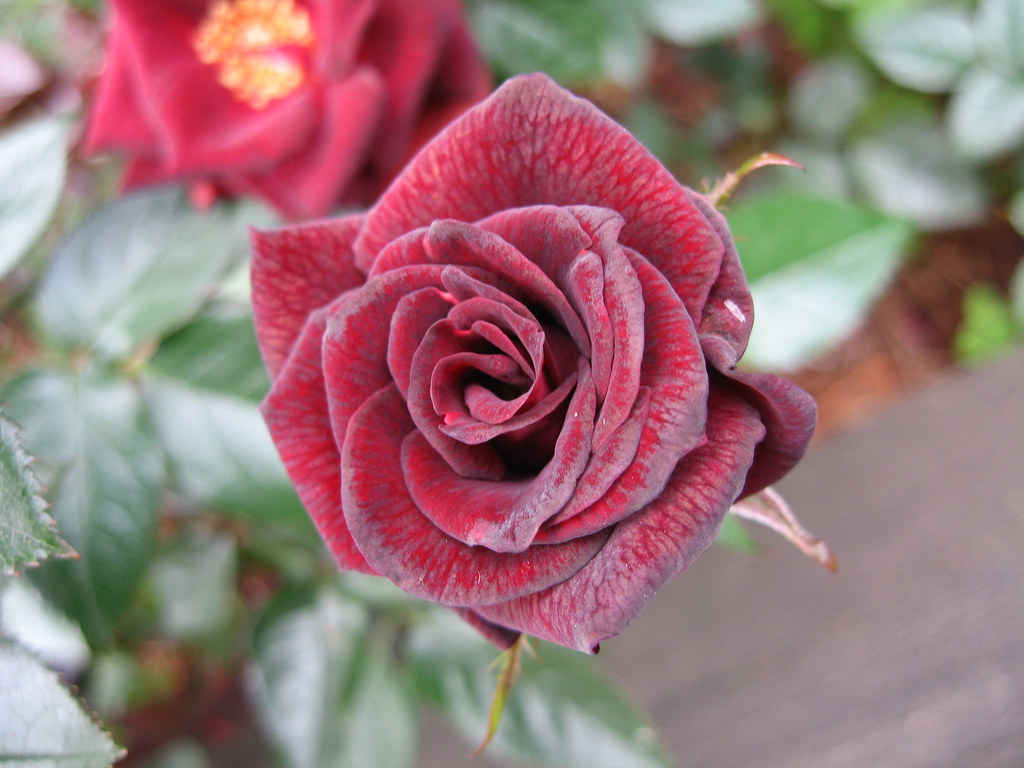 'Black Jade' miniature rose This is very dark and velvety.… Flickr