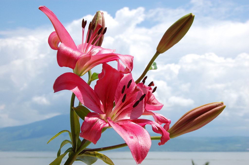 Mexico Flowers, Lake Chapala Taken in San Juan Cosala Mexi… Flickr