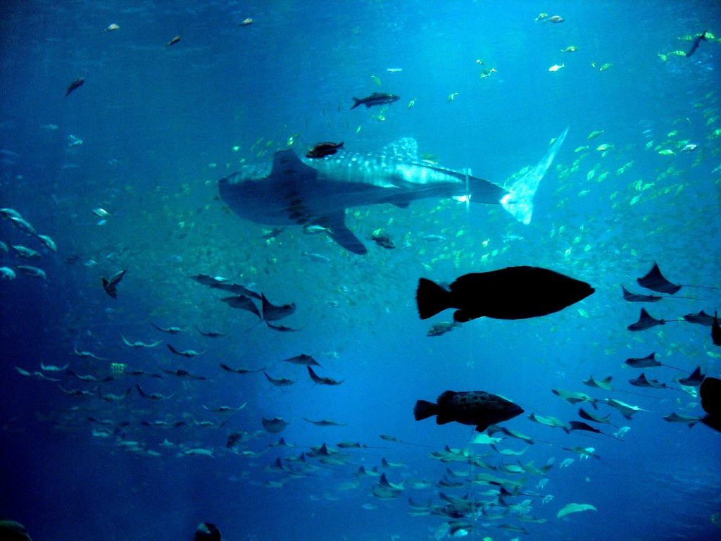 Aquarium Hammerhead Shark Clevergrrl Flickr