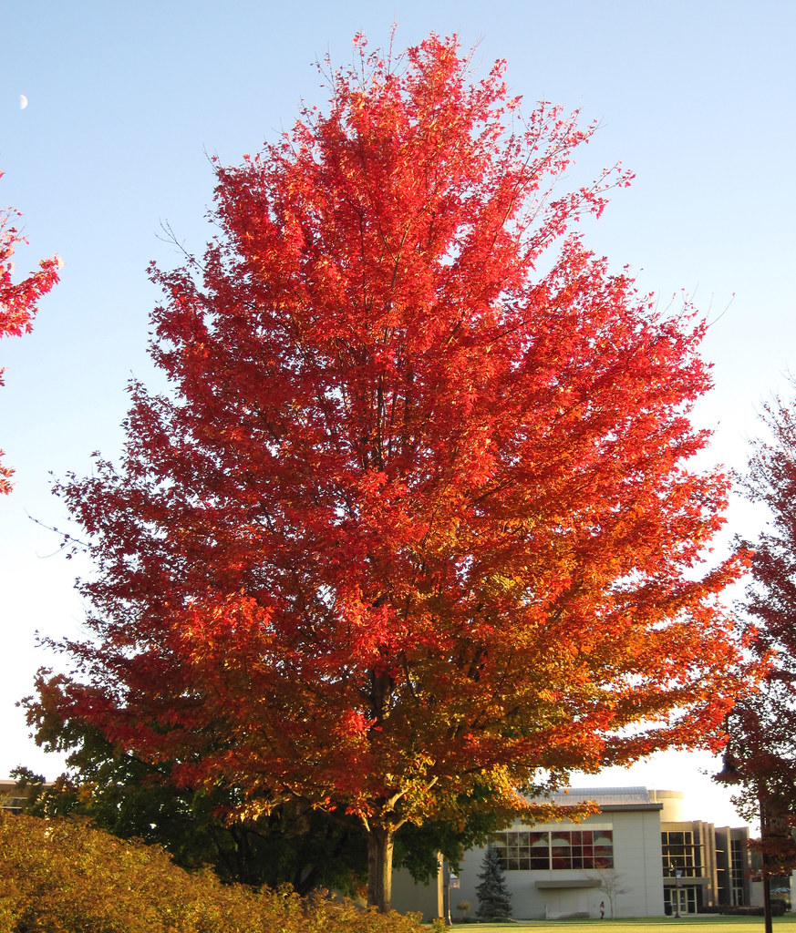 Acer saccharinum (silver maple tree in fall colors) (Newar… Flickr