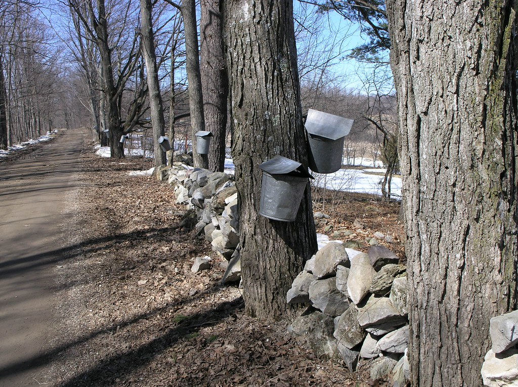 Tottingham Farm Maple Sap Gathering In rural Vermont, Late… Flickr