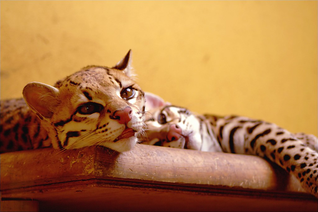 Ocelots Is it something about cats in general, why do they… Flickr