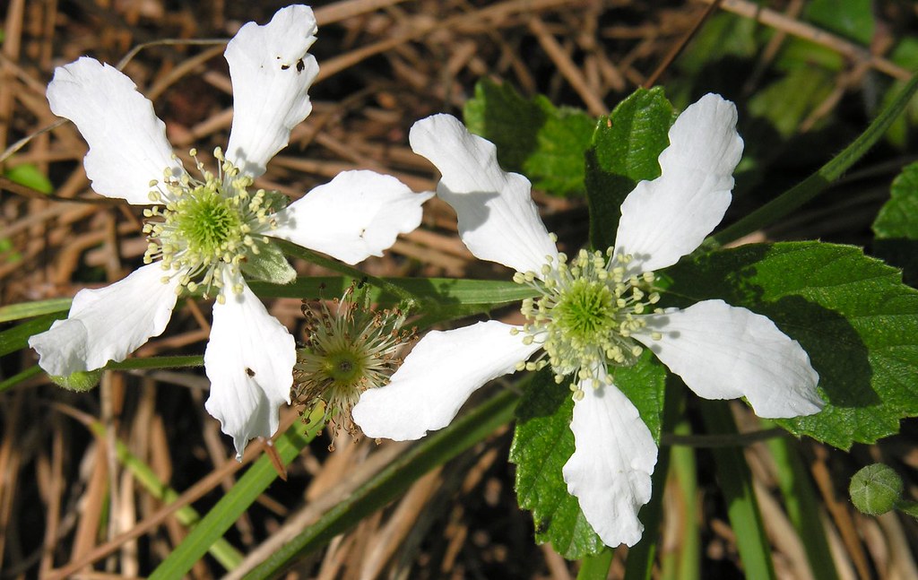 Life Cycle of Blackberry Can you describe the processes se… Flickr
