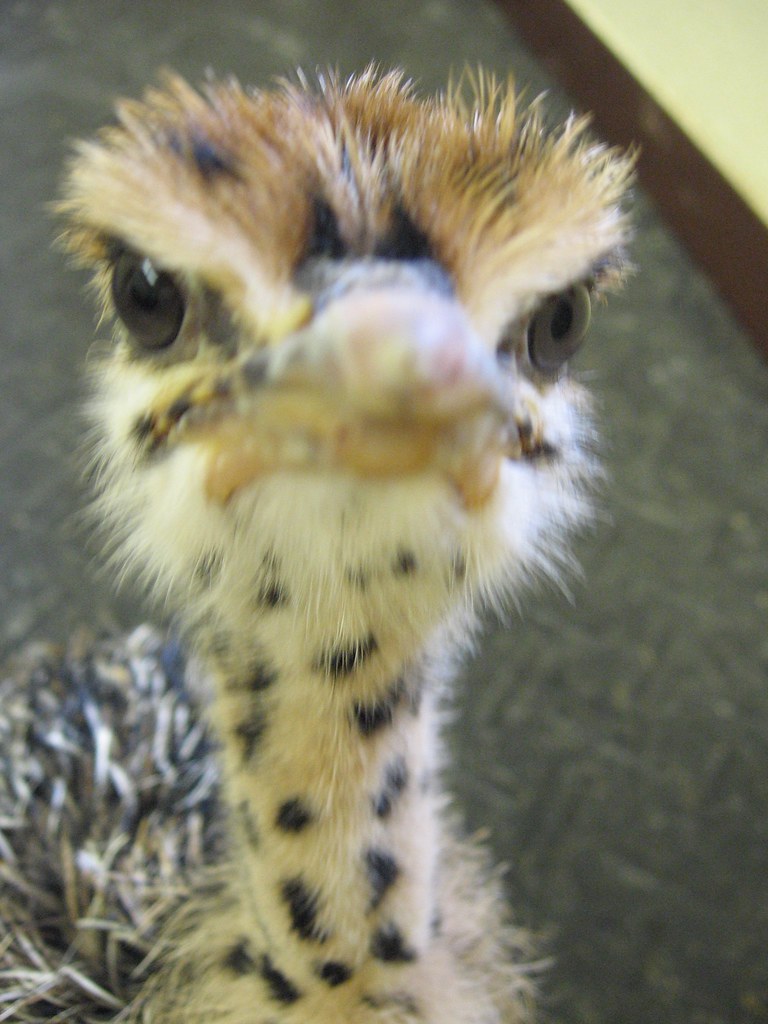 Baby Ostrich Cute baby ostrich chick. Amber MacPherson Flickr