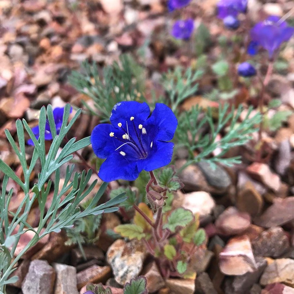 Desert bluebell Phacelia campanularia tucson arizona w… Flickr