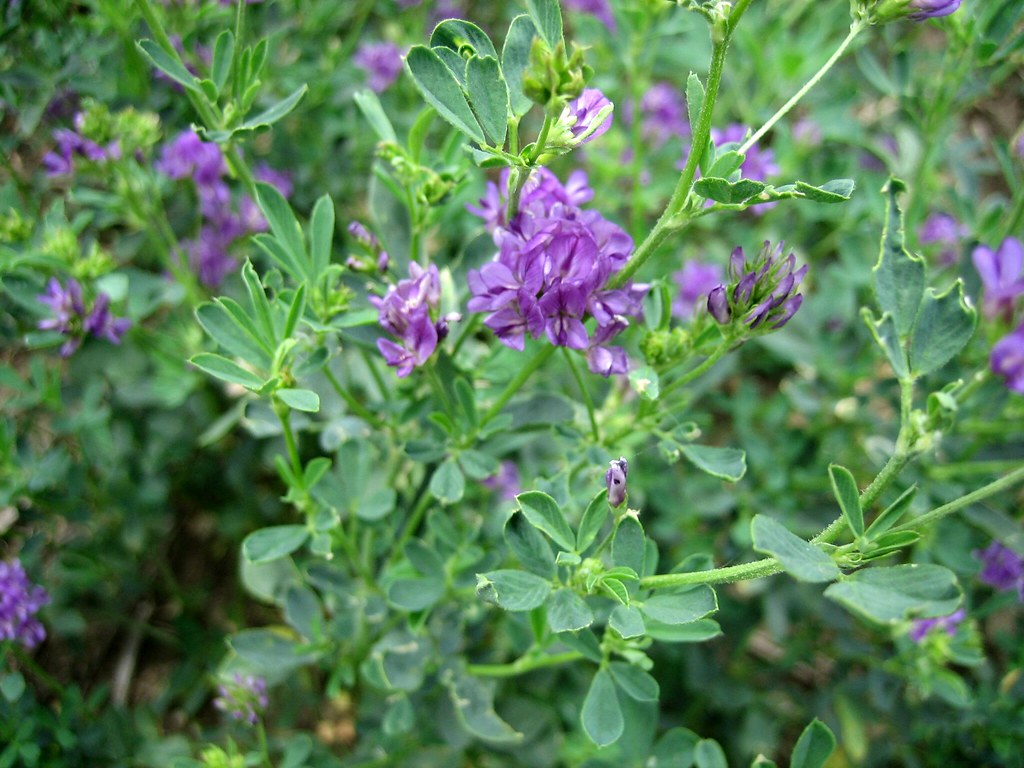 Alfalfa Bloom It smells good. It tastes good. It's pretty … Flickr