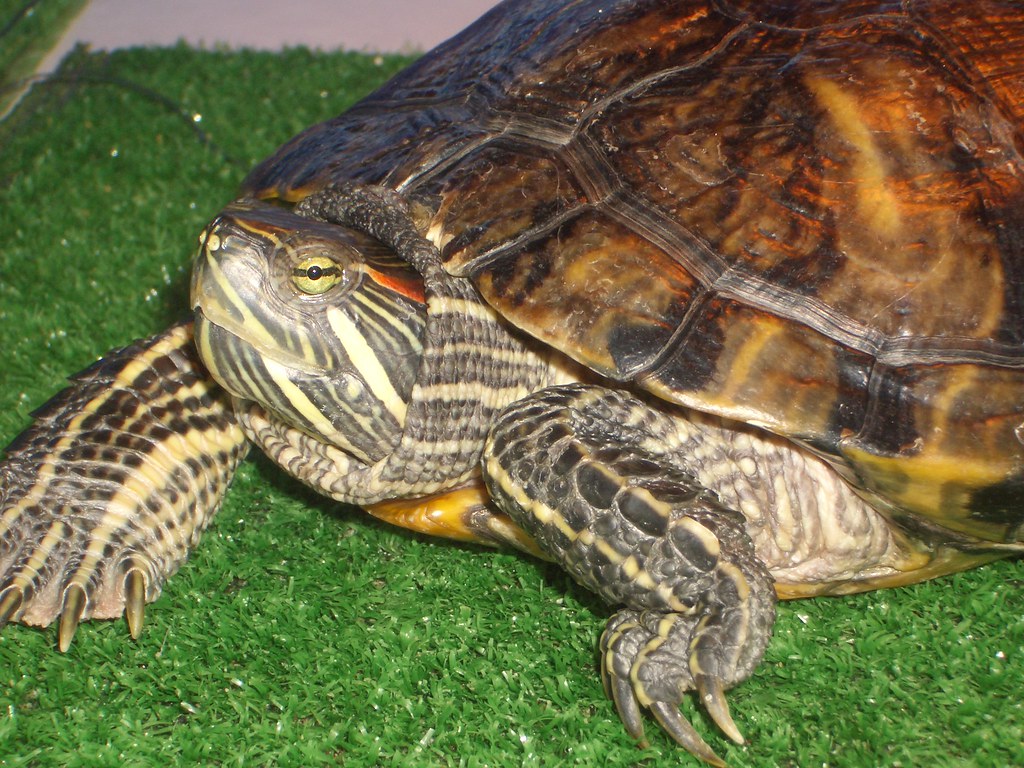 Adult Female Red Eared Slider thedysh Flickr