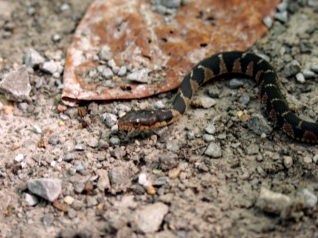 Nerodia erythrogaster Juvenile Plainbellied Watersnake Flickr