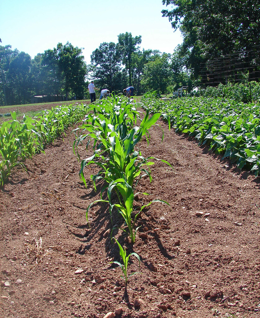row of young corn Young corn plants, growing in a garden i… Flickr