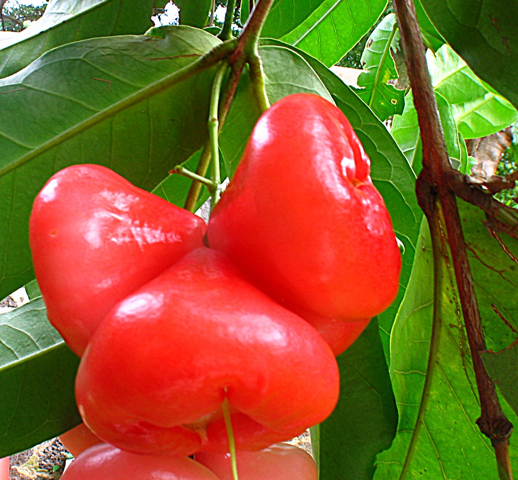 jamalacam une grape de jamalac Amaury de Fontenay Flickr
