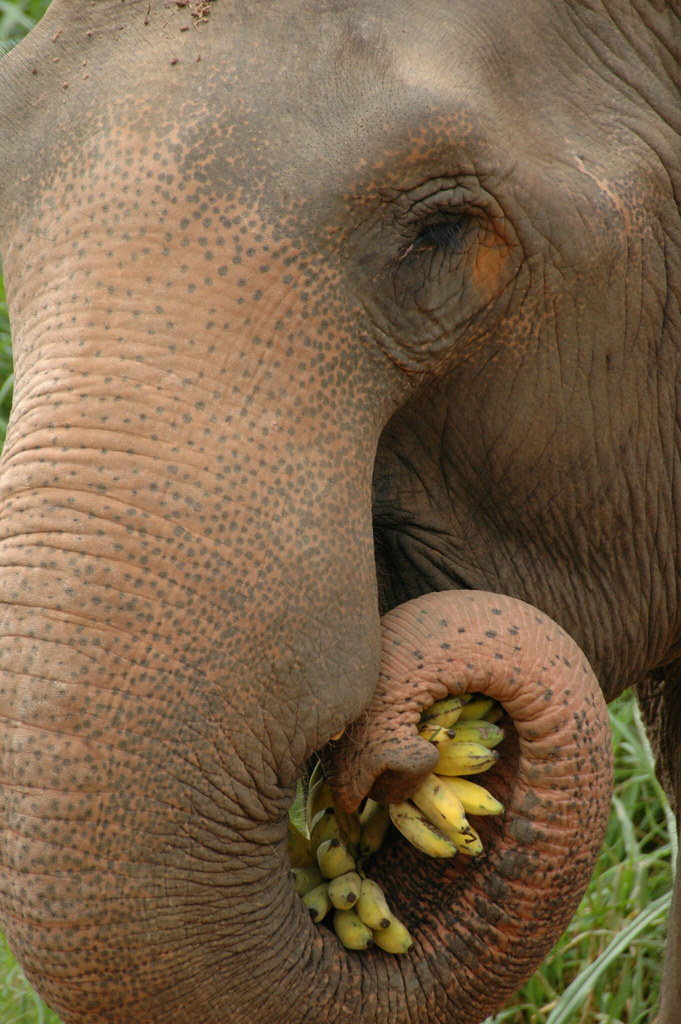 Elephant eating bananas John Hobson Flickr
