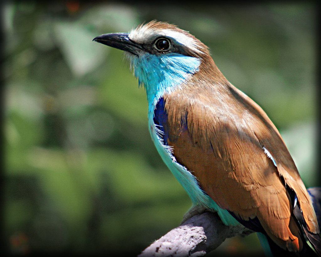 Brown & Blue Bird Jaki Good Miller Flickr