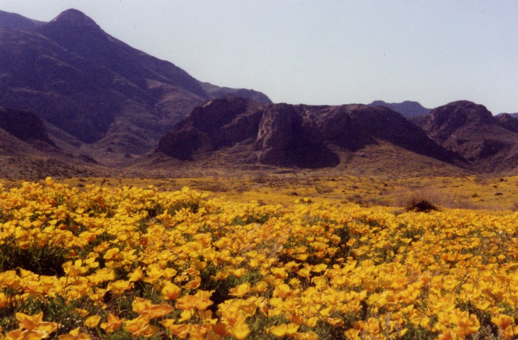 El Paso Poppies Franklin Mountain Poppies in Northeast El … Flickr
