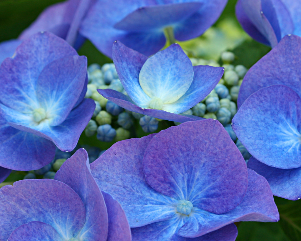 hydrangea petals view large for detail! Jaki Good Miller Flickr