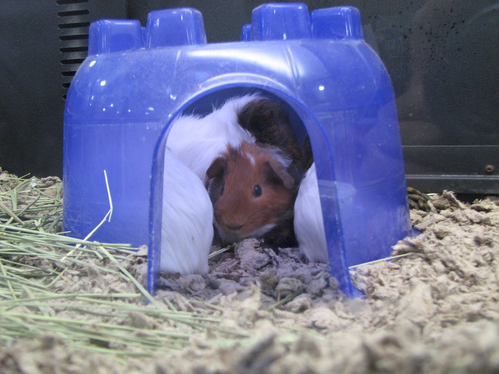 Guinea pig hideout at Petsmart Micah Sittig Flickr