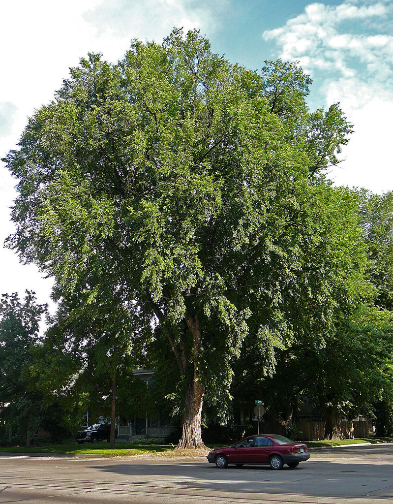 Tall tree On Mountain Avenue, Fort Collins, Colorado Flickr