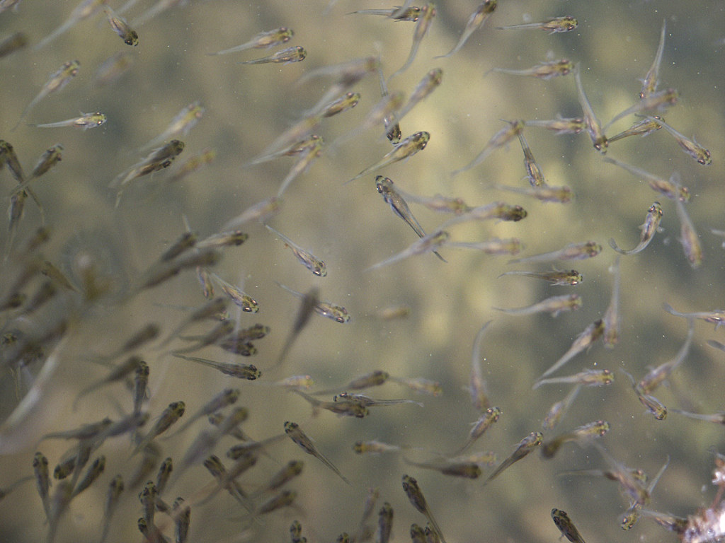 Baby Largemouth Bass Baby Large Mouth Bass, up close a… Flickr