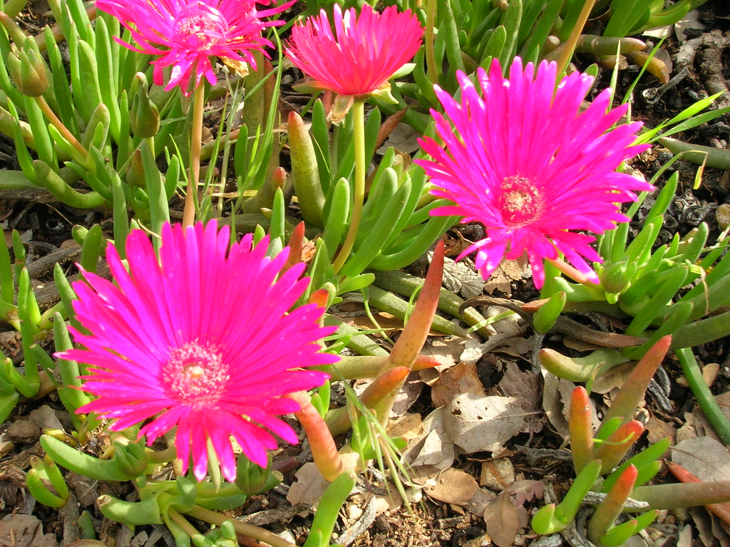 Cephalophyllum alstonii Red Spike Ice Plant Cephalophyllum… Flickr