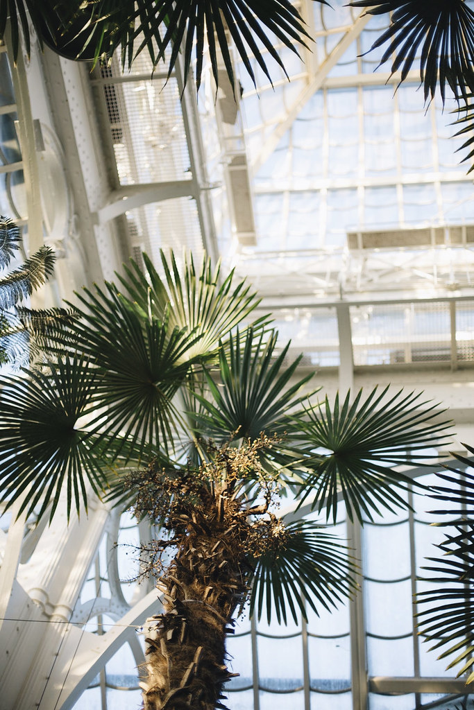 THE CURLY HEAD VIENNA TAVEL DIARY II PALMENHAUS SCHÖNBRUNN