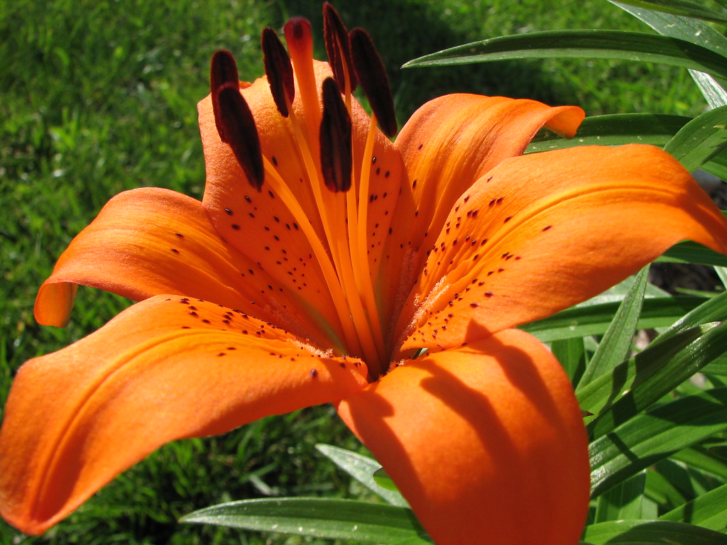 Orange Tiger Lily Nice sunny morning. Audrey Flickr