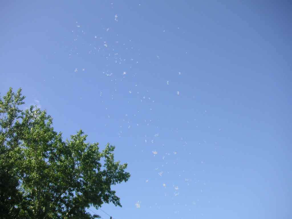 Cottonwood cotton blowing in the wind Beatrice Murch Flickr
