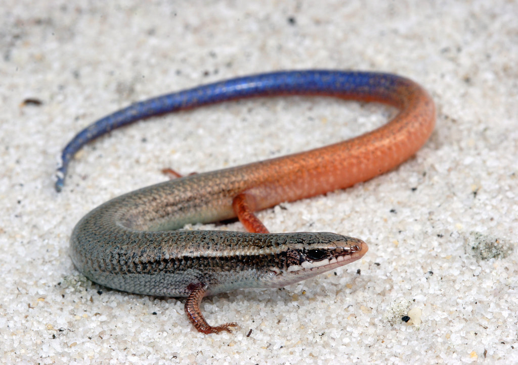 bluetailed mole skink (Eumeces egregious lividus) Flickr