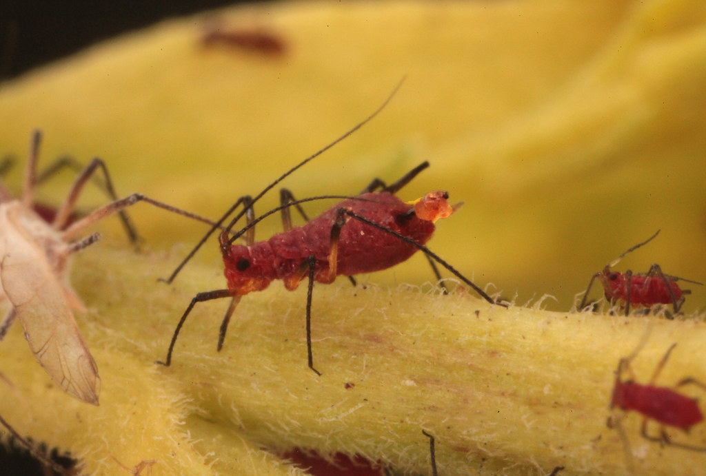 Aphid Giving Birth Here is an aphid giving live birth. Aph… Flickr