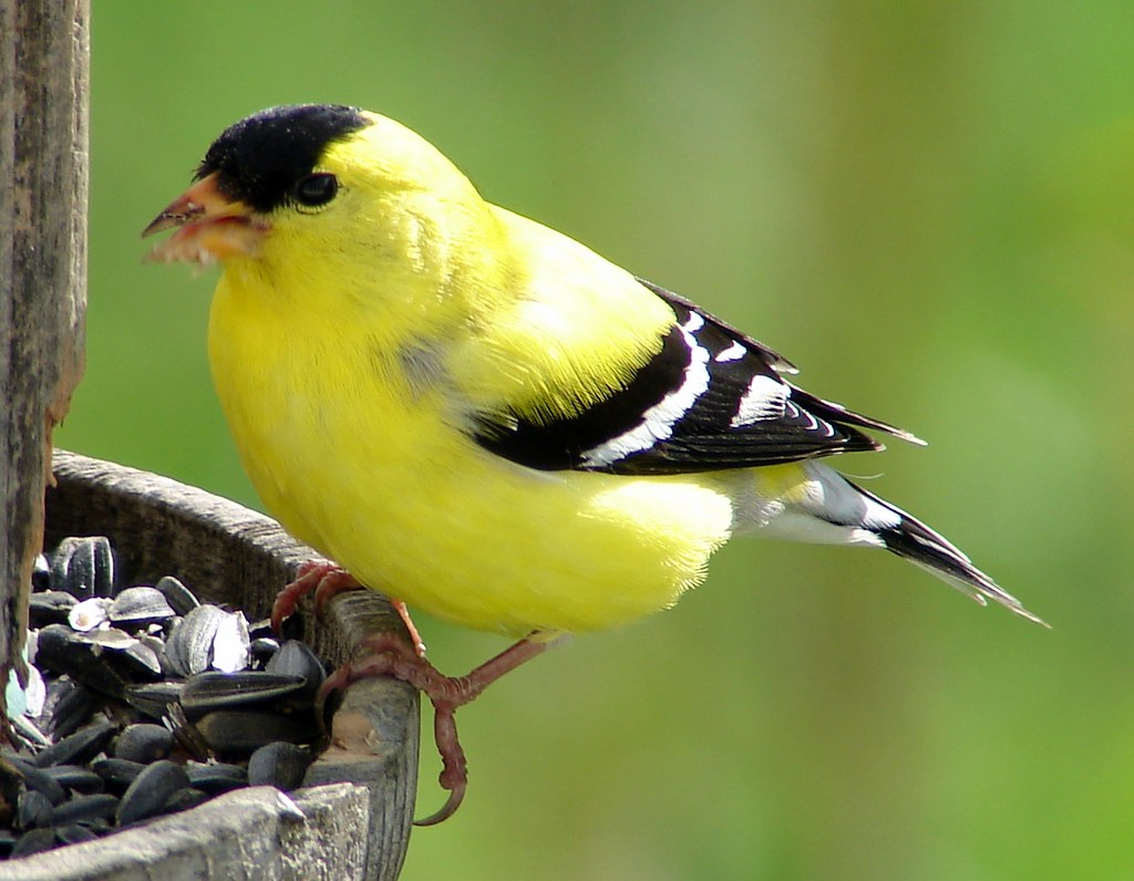 Yellow Finch American Goldfinch, aka carduelis tristis. Ma… Bob